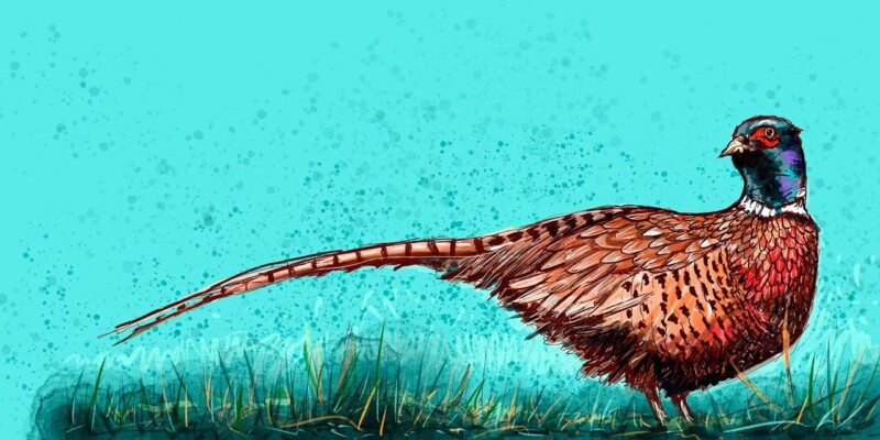 Image of Pheasant by Stuart Roy